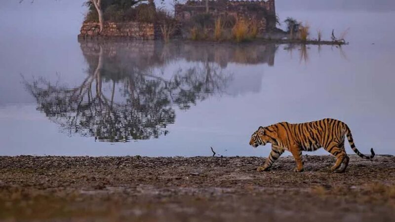 From Jaipur: Ranthambore National Park Safari with Transfers - Final Thoughts