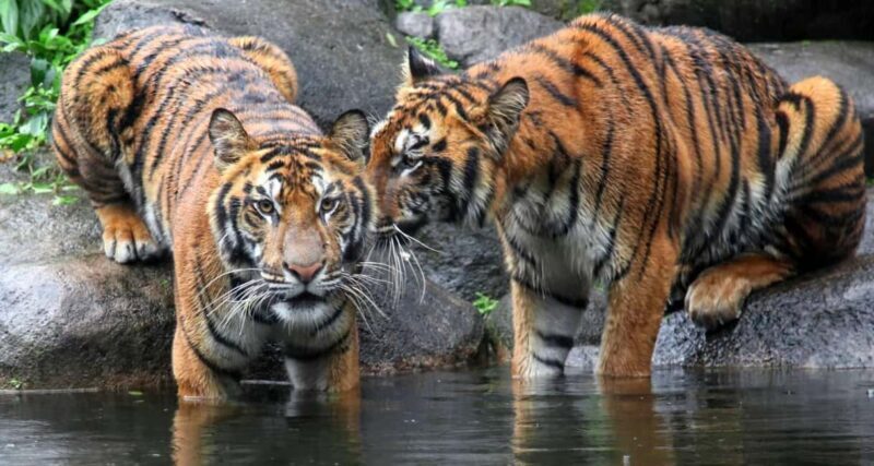 From Jaipur: Ranthambore Private Day Trip with Tiger Safari - From Jaipur: Ranthambore Private Day Trip with Tiger Safari — A Practical Review