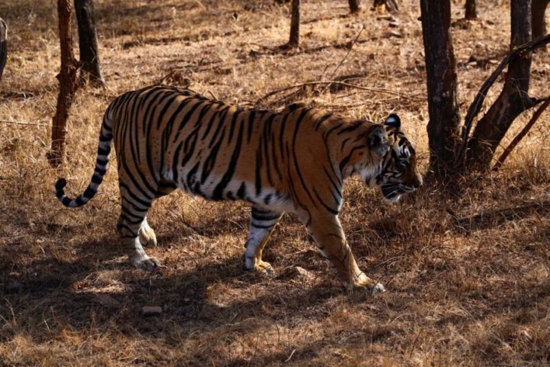 From Jaipur: Ranthambore Private Day Trip with Tiger Safari - Key Points