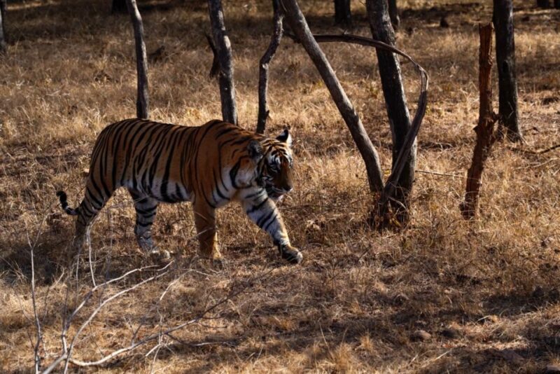 From Jaipur: Ranthambore Private Day Trip with Tiger Safari - The Sum Up: Is This Tour Worth It?