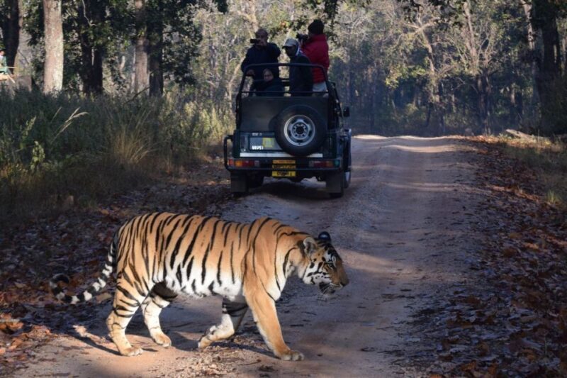 From Jaipur: Ranthambore Private Day Trip with Tiger Safari - FAQ