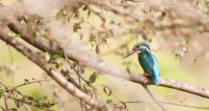 From Jaipur: Ranthambore Tiger National Park Tour (02 Days) - Visiting Ranthambore: What Youll Experience