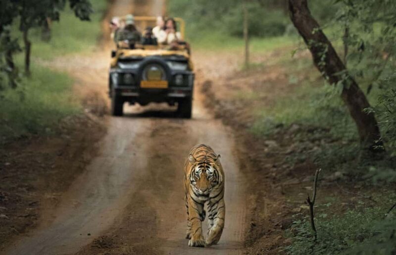 From Jaipur: Ranthambore Tiger National Park Tour (02 Days) - In-Depth Look at the Itinerary