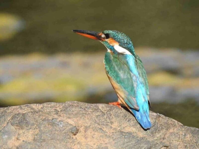 From Jaipur: Ranthambore Tiger National Park Tour (02 Days) - Authenticity and Atmosphere