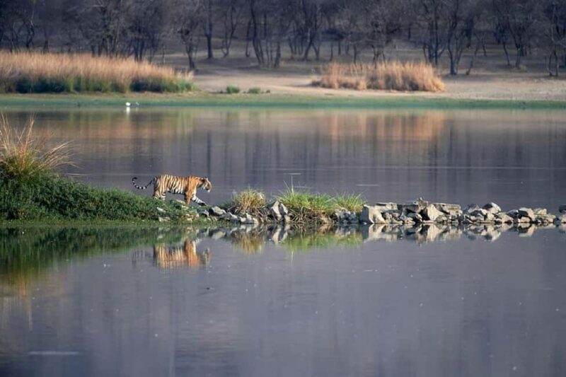 From Jaipur: Ranthambore Tiger National Park Tour (02 Days) - Final Thoughts