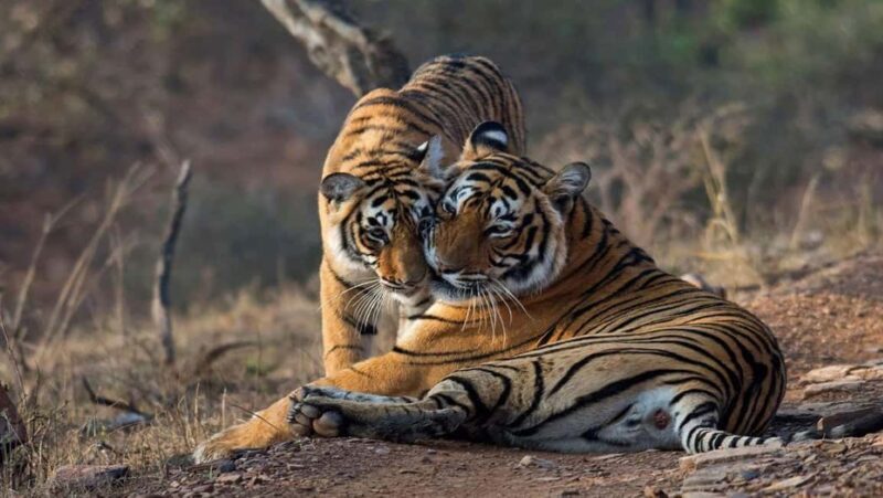 From Jaipur: Ranthambore Tiger National Park Tour (02 Days) - FAQs