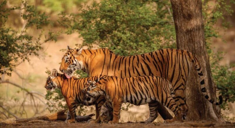 From Jaipur: Ranthambore Tiger Safari Day Trip with Transfer - Key Points