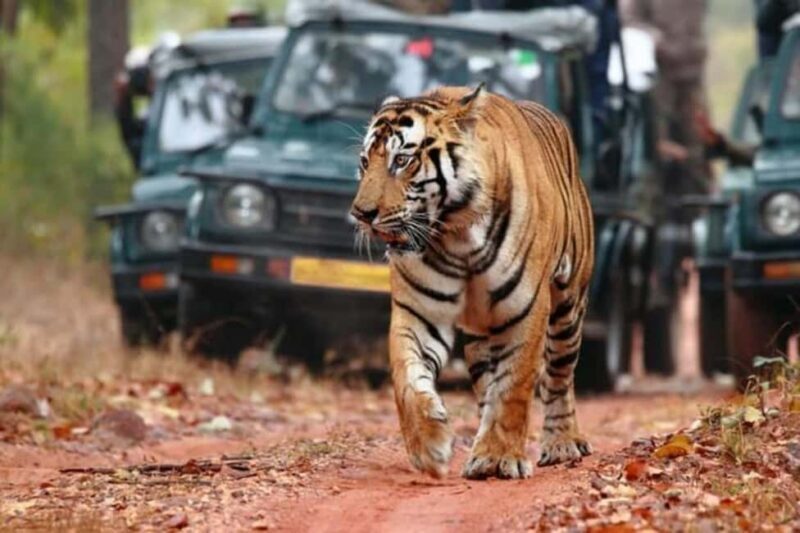 From Jaipur: Ranthambore Tiger Safari Day Trip with Transfer - A Thorough Look at the Ranthambore Day Trip