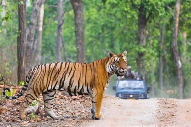 From Jaipur: Ranthambore Tiger Safari Day Trip with Transfer - Who Should Consider This Tour?