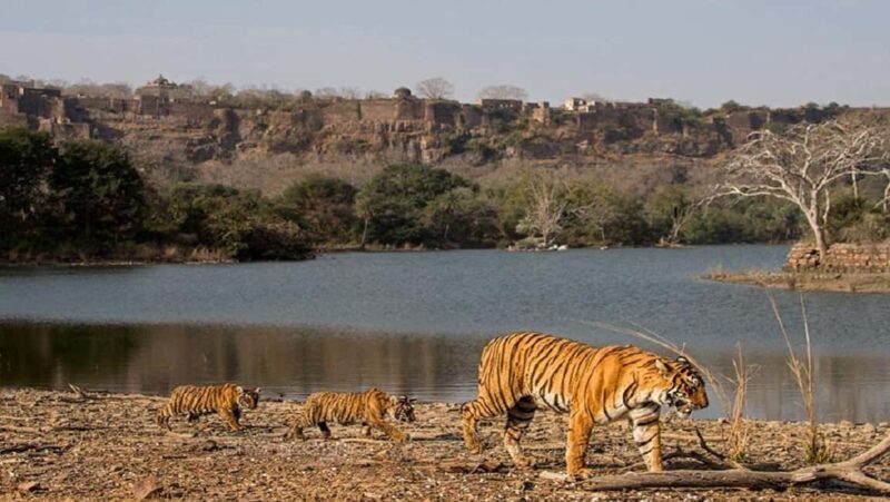 From Jaipur: Ranthambore Tiger Safari One Day Trip - From Jaipur: Ranthambore Tiger Safari One Day Trip