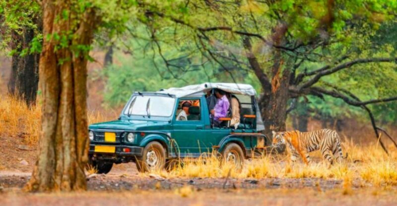 From Jaipur: Ranthambore Tiger Safari Overnight Tour - An In-Depth Look at the Ranthambore Tiger Safari Overnight Tour
