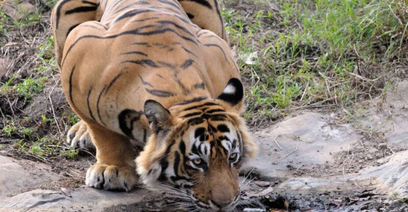 From Jaipur: Ranthambore Tour with Cab - Key Points