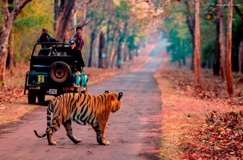 From Jaipur: Same Day Ranthambore excursion - What’s Included and What’s Not