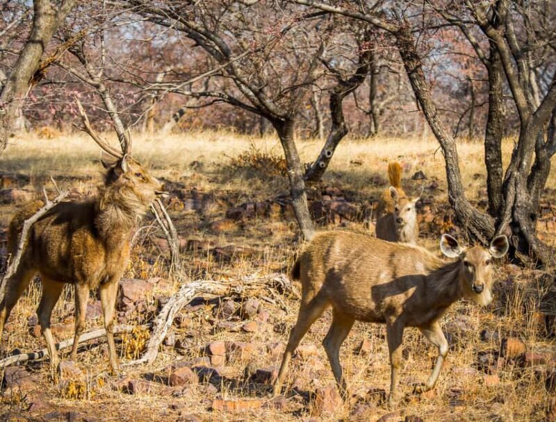 From Jaipur: Same day Ranthambore Tiger Safari Tour - An In-Depth Look at the Ranthambore Safari Experience