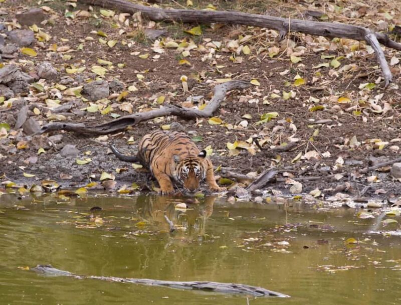 From Jaipur: Same day Ranthambore Tiger Safari Tour - Practical Tips for Travelers