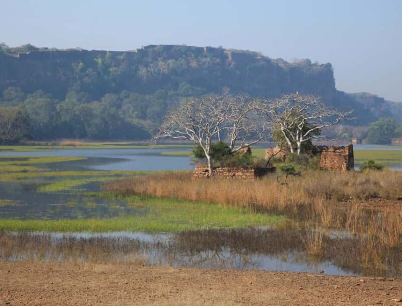 From Jaipur: Same day Ranthambore Tiger Safari Tour - Final Thoughts