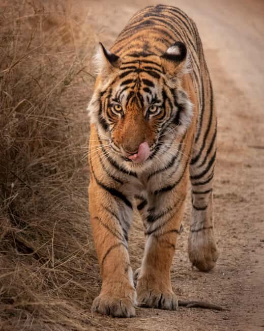From Jaipur: Sariska National Park Day trip with Safari - Who This Tour Is Perfect For