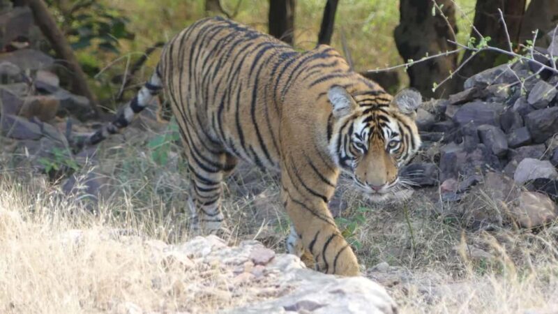 From Jaipur: Sariska National Park Day trip with Safari - Key Points