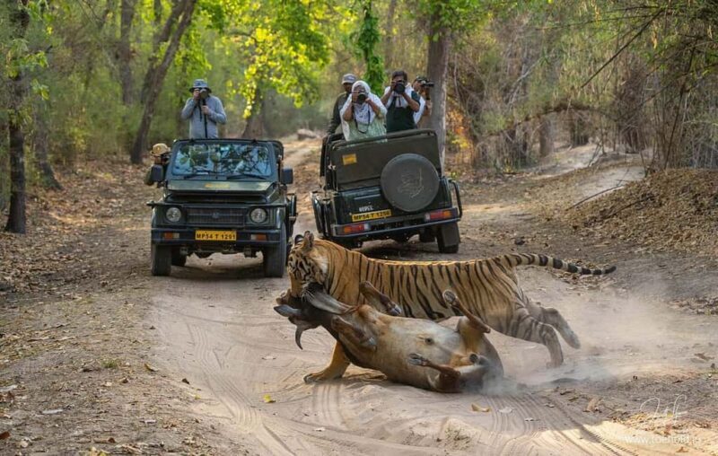From Jaipur to Ranthambore : 1 Day Trip - Key Points