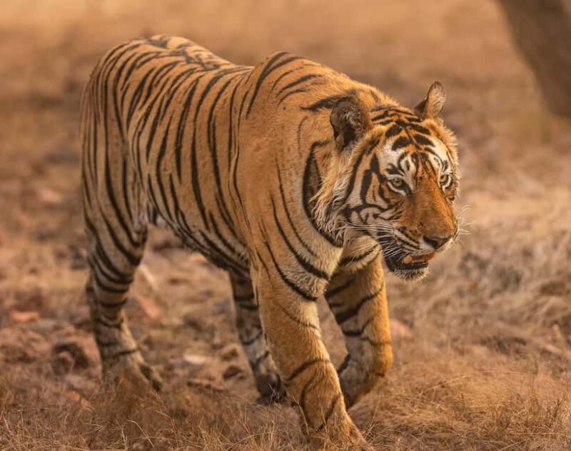From Jaipur to Ranthambore : 1 Day Trip - FAQ