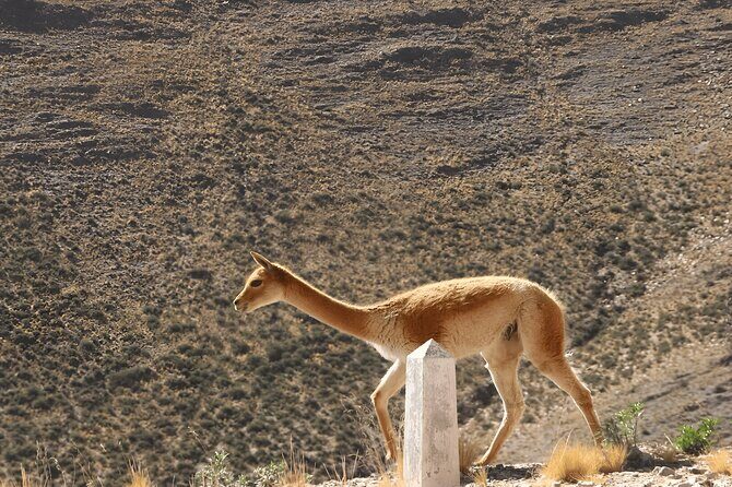 From Jujuy: Full-Day Tour to Salinas Grandes and Purmamarca - Who Will Love This Tour?