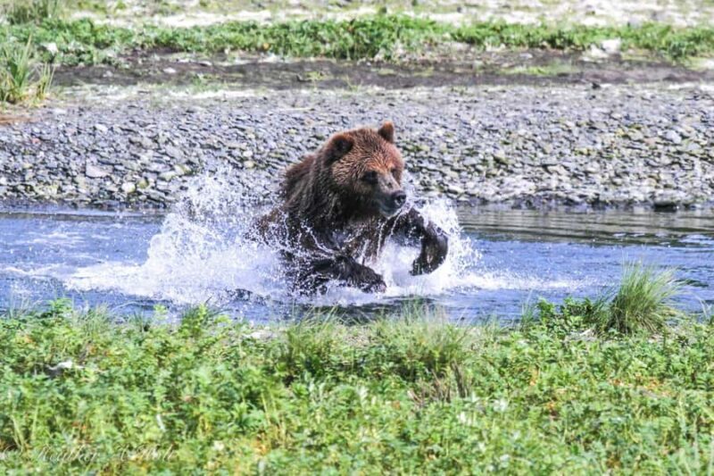From Juneau: Exclusive Tongass Locally Guided Bear Viewing - Why Guides Matter: Expertise in the Wilderness