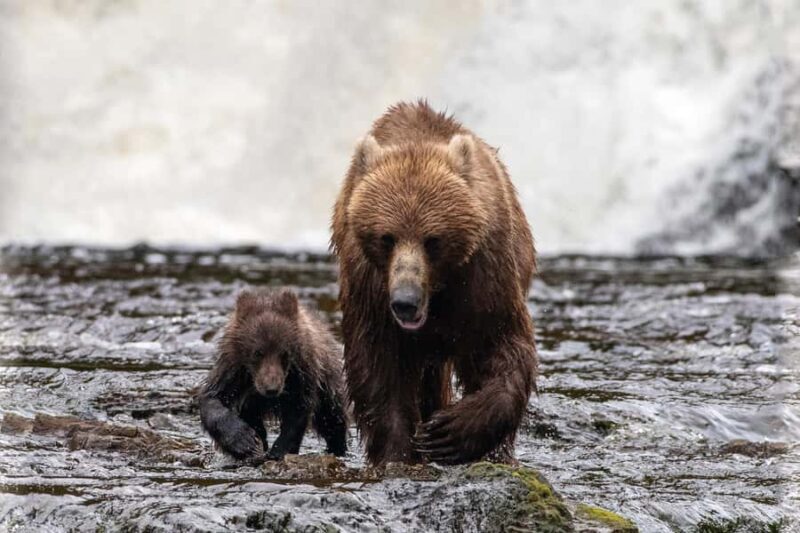 From Juneau: Exclusive Tongass Locally Guided Bear Viewing - Who Should Consider This Tour?