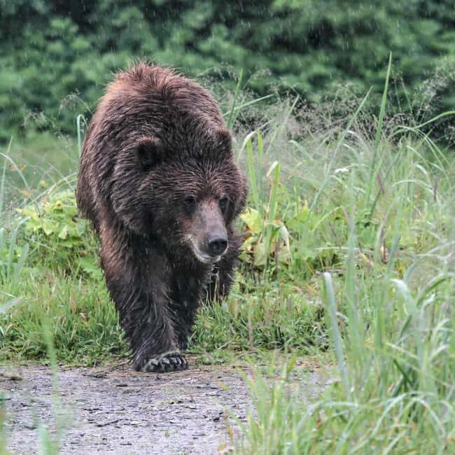 From Juneau: Pack Creek Bear Viewing Adventure - A Detailed Look at What to Expect from This Adventure