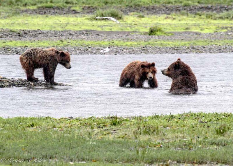 From Juneau: Pack Creek Bear Viewing Adventure - Why This Tour Offers Exceptional Value