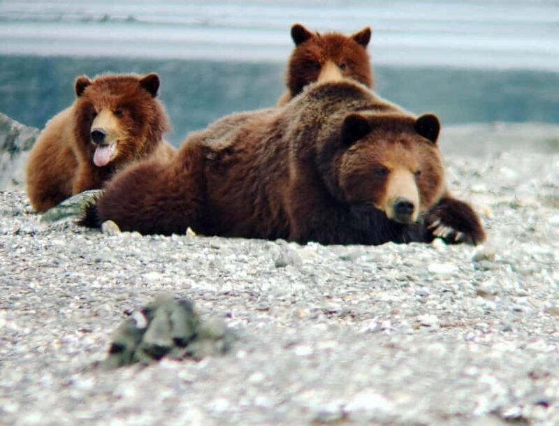 From Juneau: Pack Creek Bear Viewing Adventure - FAQ — Your Questions Answered