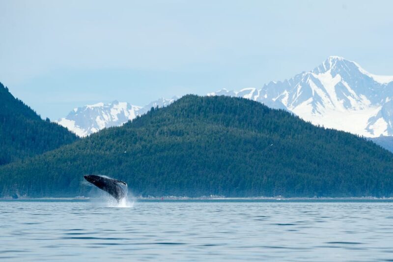 From Juneau: Whale Watching Cruise with Snacks - An In-Depth Look at the Juneau Whale Watching Experience