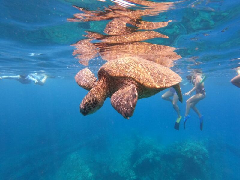 From Ka'anapali: West Maui Half-Day Snorkel Tour w/ Food - An Authentic Look at the Maui Snorkeling Experience