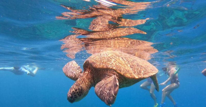 From Ka'anapali: West Maui Half-Day Snorkel Tour w/ Food - FAQ