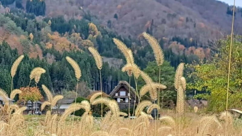 From Kanazawa/Takayama :Day Tour To Shirakawago & Takayama - The Experience: An In-Depth Look at the Day Tour