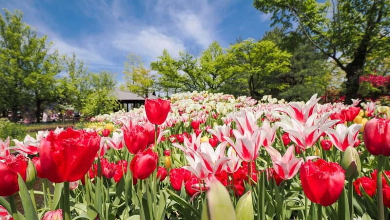 From Kanazawa: Tonami Tulip Festival and UNESCO Gokayama - Key Points