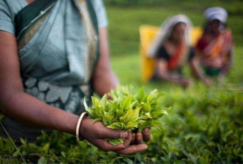 From Kandy: All Inclusive Kandy, Pinnawala & Tea Plantation - Key Points