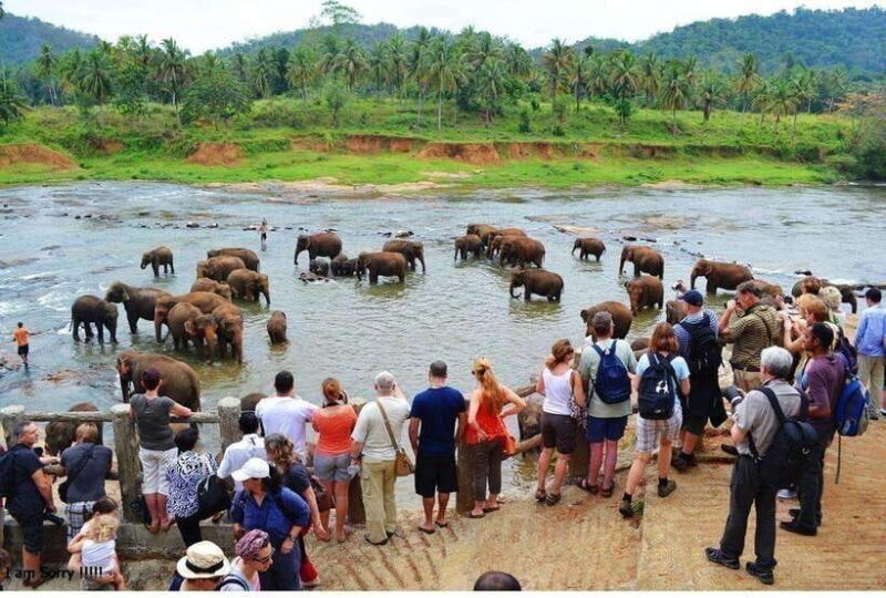 From Kandy: All Inclusive Kandy, Pinnawala & Tea Plantation - The Experience in Detail