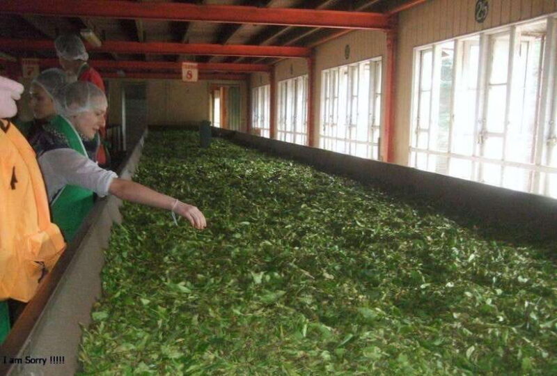 From Kandy: All Inclusive Kandy, Pinnawala & Tea Plantation - Who Will Love This Tour?