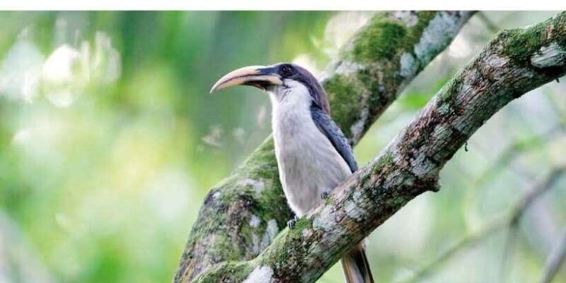 From Kandy: Bird watching tour to Udawatte Kele Sanctuary - Key Points