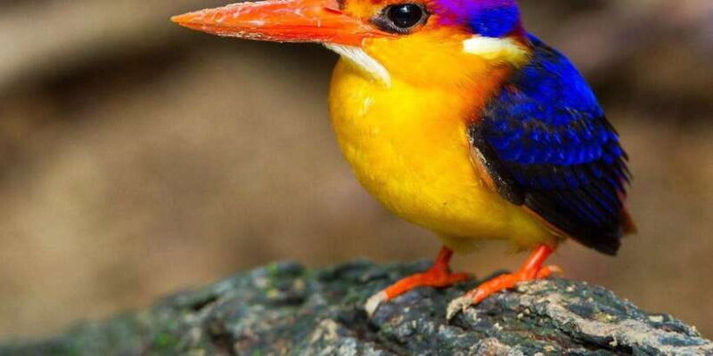 From Kandy: Bird watching tour to Udawatte Kele Sanctuary - Exploring Udawatte Kele: A Natural and Historic Treasure