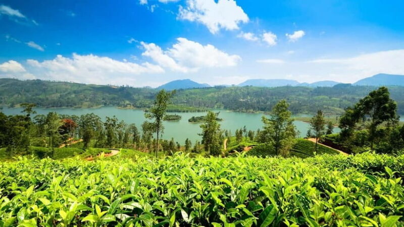 From Kandy: Ella Drop Tour via Nuwara Eliya - From Kandy: Ella Drop Tour via Nuwara Eliya – A Scenic Journey for Authentic Travel Lovers