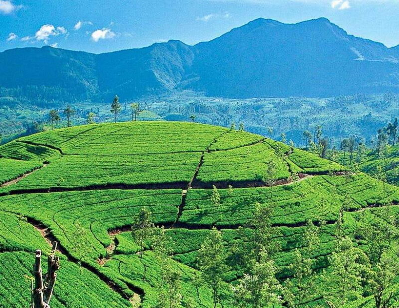 From Kandy: Ella private Day Tour With Train Ride - Experience the Best of Sri Lanka’s Scenic Hill Country with the Kandy to Ella Private Day Tour