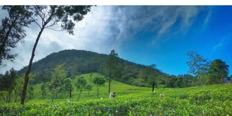 From Kandy: James Taylors Tea Tour (The Tale of Ceylon Tea) - FAQs