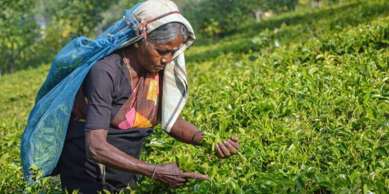 From Kandy: Nuwara Eliya by Train - From Kandy: Nuwara Eliya by Train – A Scenic Day in Sri Lanka’s Tea Paradise