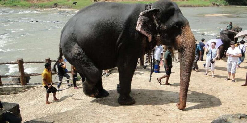 From Kandy: Pinnawala and Botanical Garden Tour By Tuk Tuk - Starting Point: Kandy