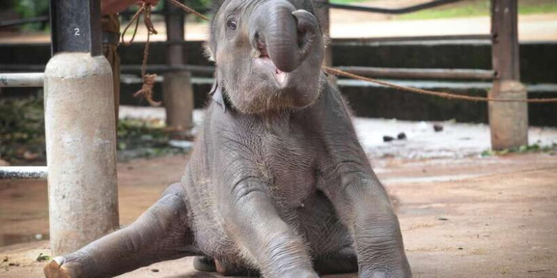 From Kandy: Pinnawala and Botanical Garden Tour By Tuk Tuk - Practical Details & Tips