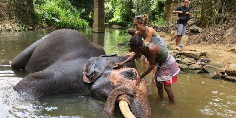 From Kandy: Pinnawala Day Tour - An In-Depth Look at the Kandy to Pinnawala Tour