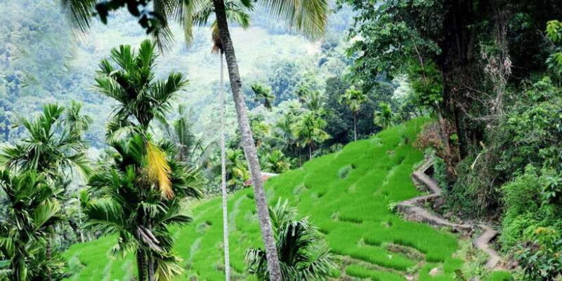 From Kandy: Private Guided Hike to Heeloya - Detailed Breakdown of the Itinerary