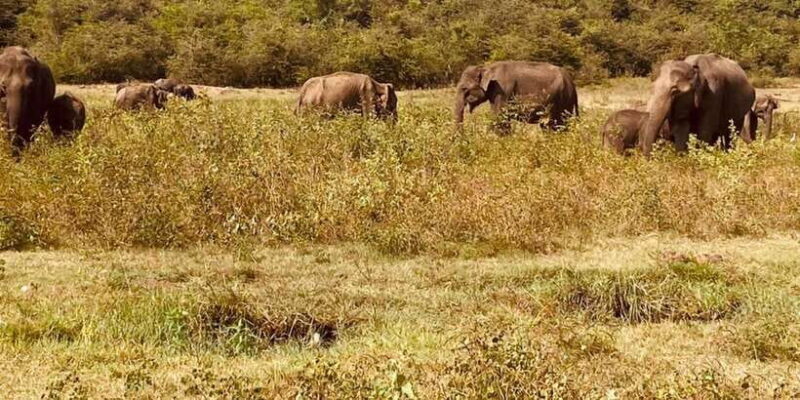 From Kandy: Sigiriya dambulla and Minneriya Safari Day Trip - Wildlife Safari: Elephants and More