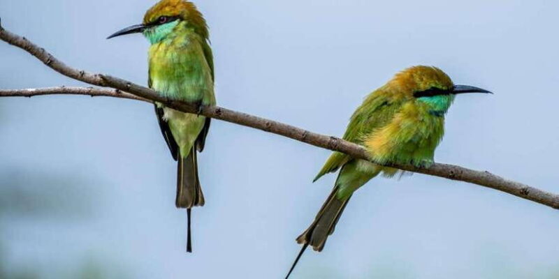 From Kandy: Sigiriya dambulla and Minneriya Safari Day Trip - A Fragrant Finish at the Spice Garden